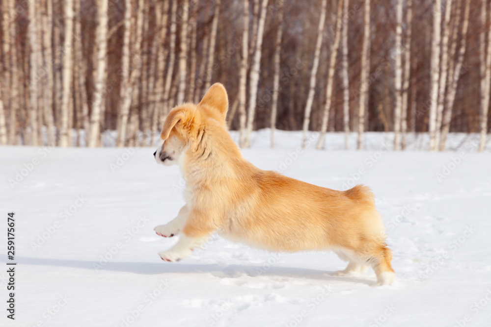 Puppy of funny red welsh corgi pembroke walk outdoor, run, having fun in white snow park, winter forest. Concept purebred dog, champions for sale, lost cur, castration, sterilization
