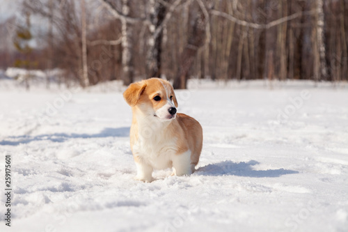 Puppy of funny red welsh corgi pembroke walk outdoor, run, having fun in white snow park, winter forest. Concept purebred dog, champions for sale, lost cur, castration, sterilization © Тимур Конев
