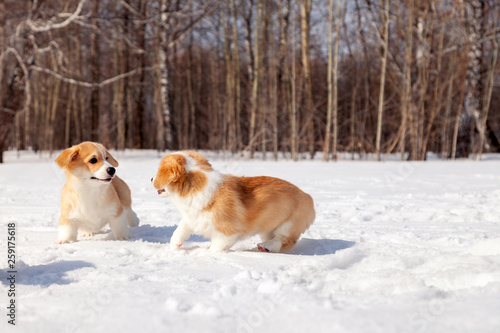 Fototapeta Naklejka Na Ścianę i Meble -  Family of red many breed welsh corgi pembroke puppy walk outdoor, run, having fun in white snow park, winter forest. Concept purebred dogs, champions for sale, lost cur, castration, sterilization