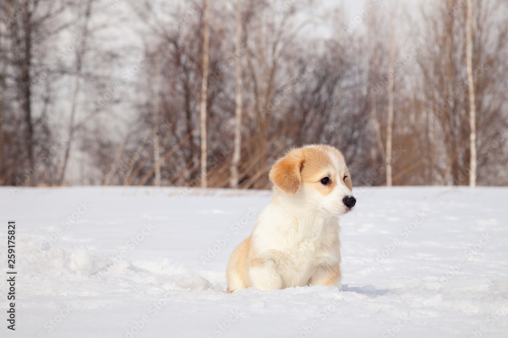 Cute red puppy welsh corgi pembroke walk outdoor, run, having fun in white snow park, winter forest. Concept purebred dog, champions for sale, lost cur, castration, sterilization Cute red puppy welsh corgi pembroke walk outdoor, run, having fun in white snow park, winter forest. Concept purebred dog, champions for sale, lost cur, castration, sterilization