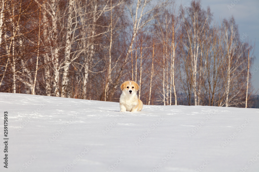 Cute red puppy welsh corgi pembroke walk outdoor, run, having fun in white snow park, winter forest. Concept purebred dog, champions for sale, lost cur, castration, sterilization