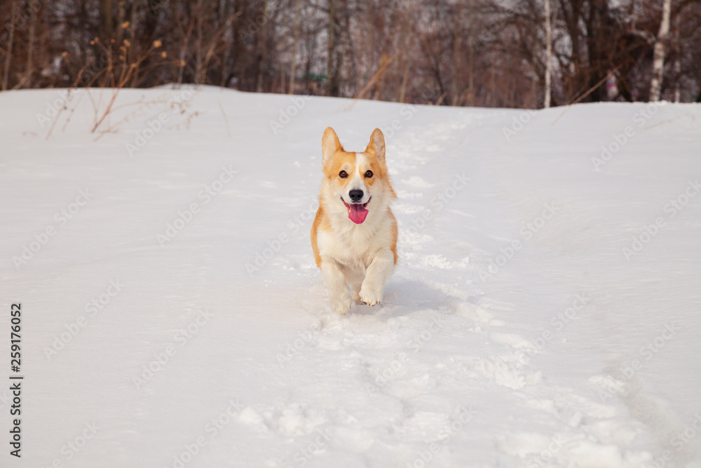 Adult red welsh corgi pembroke walk outdoor, run, having fun in white snow park, winter forest. Concept purebred dog, champions for sale, lost cur, castration, sterilization