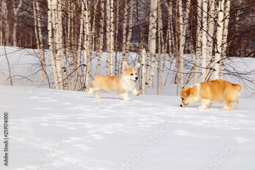 Many cute red breed welsh corgi pembroke puppy family walk outdoor, run, having fun in white snow park, winter forest. Concept purebred dogs, champions for sale, lost cur, castration, sterilization