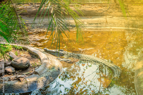 Fototapeta Naklejka Na Ścianę i Meble -  Crocodiles lying on the pond in the zoo