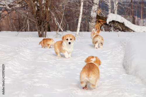 Fototapeta Naklejka Na Ścianę i Meble -  Many cute red breed welsh corgi pembroke puppy family walk outdoor, run, having fun in white snow park, winter forest. Concept purebred dog, champions for sale, lost cur, castration, sterilization