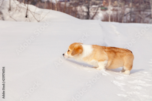 Cute red puppy welsh corgi pembroke walk outdoor, run, having fun in white snow park, winter forest. Concept purebred dog, champions for sale, lost cur, castration, sterilization © Тимур Конев