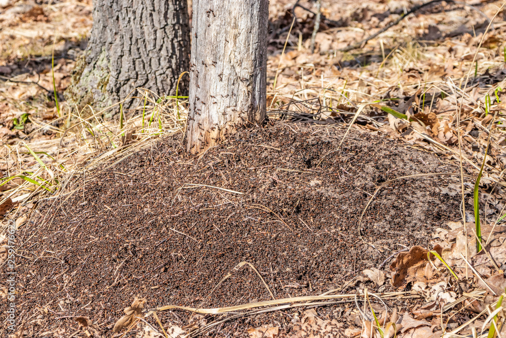 Obraz premium An anthill in the spring forest, ants work as a team