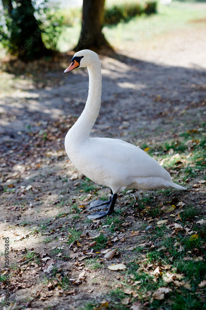Fototapeta premium Schwan