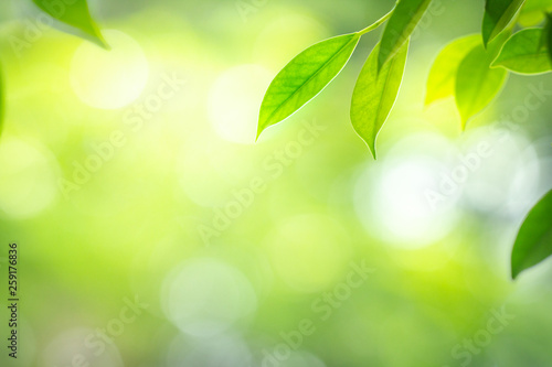 Close up view of green leaf with beauty bokeh under sunlight in garden 
