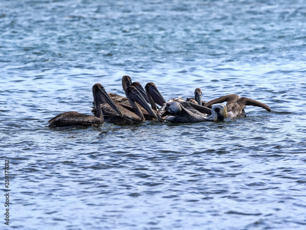 Fototapeta premium Brown pelican, Pelecanus occidentalis, fishing in the Caribbean Sea, Belize