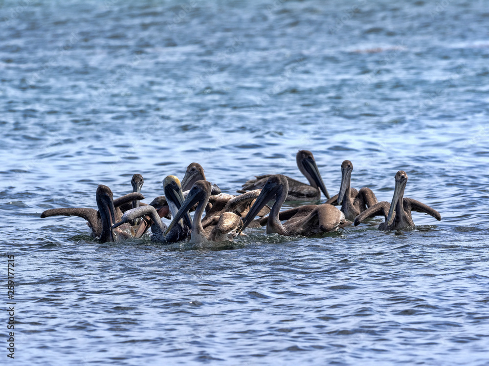 Fototapeta premium Brown pelican, Pelecanus occidentalis, fishing in the Caribbean Sea, Belize