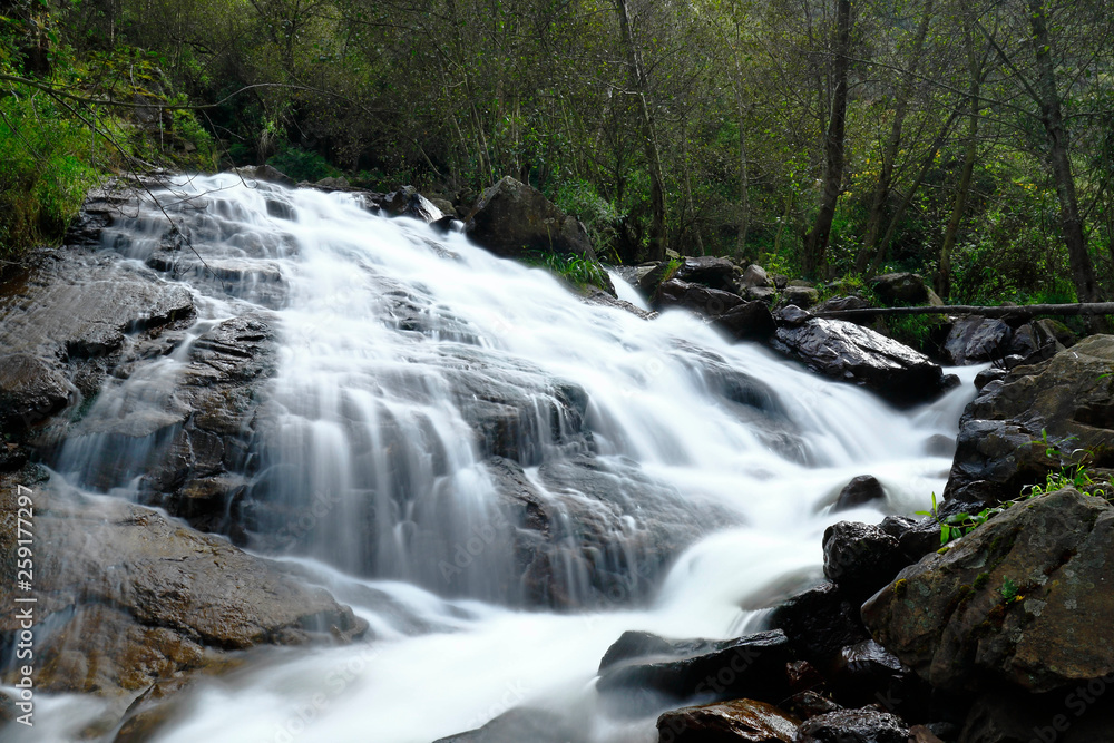Beautiful natural water fall into the interior of andean forest in a stream called Miraflores located in the mountains. Beautiful natural water fall into the interior of andean forest in a stream called Miraflores located in the mountains.