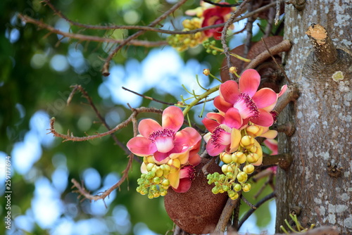 Flowers in the garden. Salanga flowers, flowers from the tree that the Lord Buddha has enlightened under the Sala tree, Sala, Salah, flowers in the temple. photo