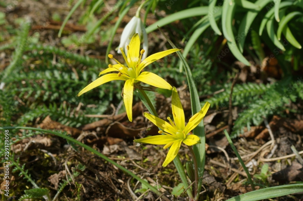 custom made wallpaper toronto digitalZłoć łąkowa