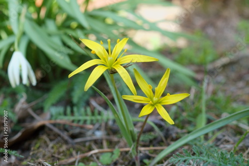 Wallpaper Mural Złoć łąkowa Torontodigital.ca