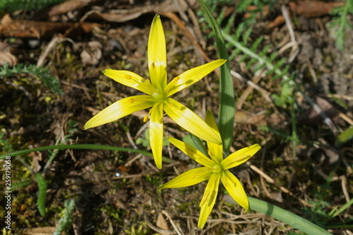 Wallpaper Mural Złoć łąkowa Torontodigital.ca