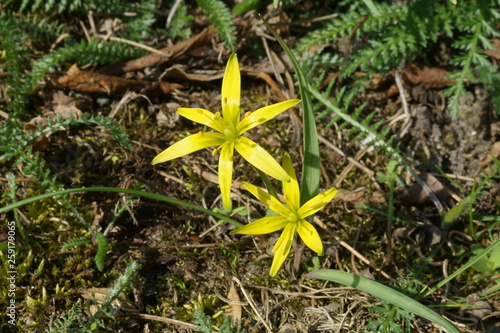 Wallpaper Mural Złoć łąkowa Torontodigital.ca