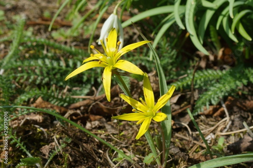 Wallpaper Mural Złoć łąkowa Torontodigital.ca