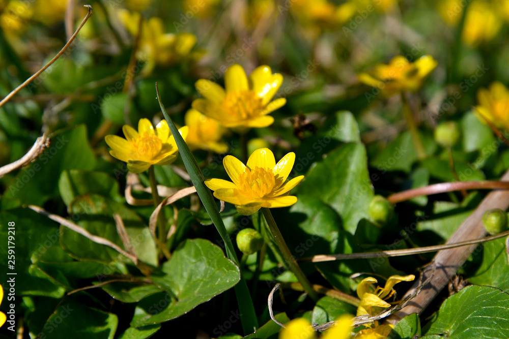 Yellow spring flowers. Yellow spring flowers.