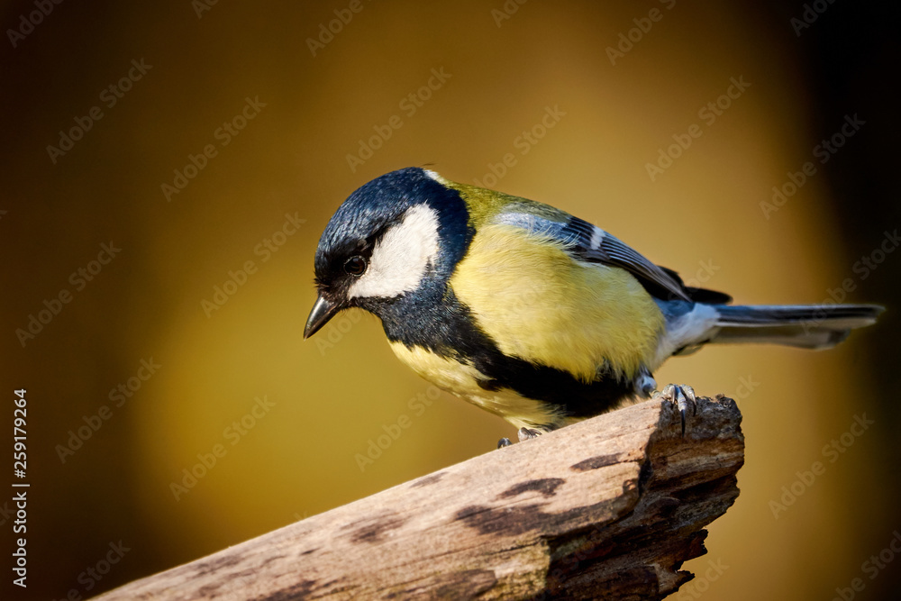 Naklejka premium One wild great tit isolated perching on a tree branch in nature - Parus major