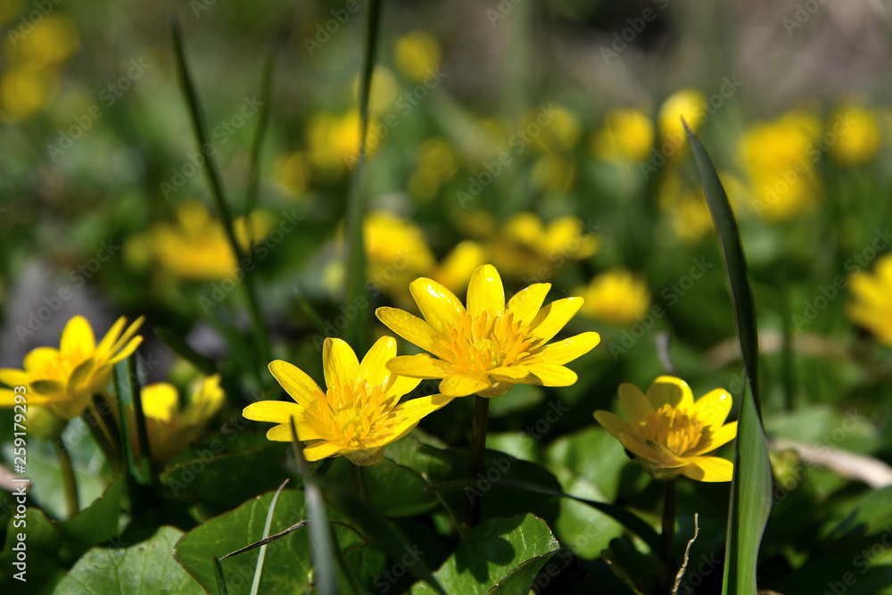 Yellow spring flowers. Yellow spring flowers.
