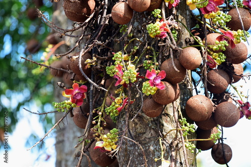 Flowers in the garden. Salanga flowers, flowers from the tree that the Lord Buddha has enlightened under the Sala tree, Sala, Salah, flowers in the temple. photo