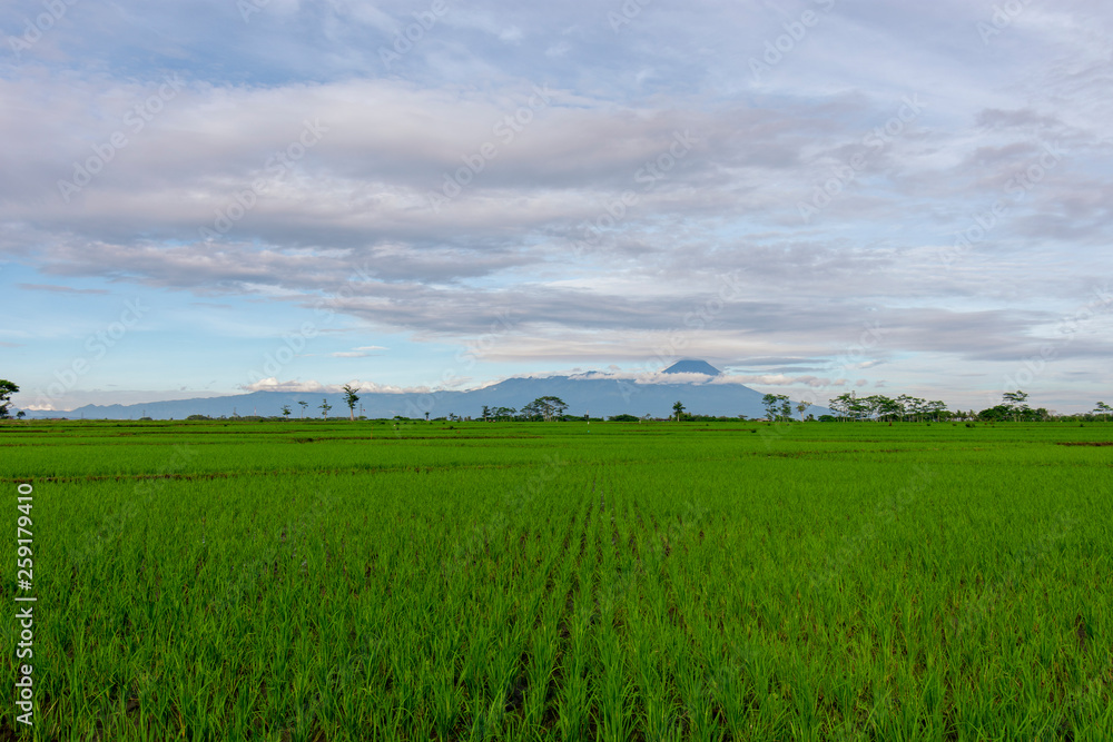 View of farmers planting rice in the morning Jawa Indonesia  3 april 2019