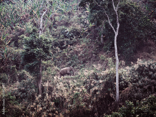 elephant