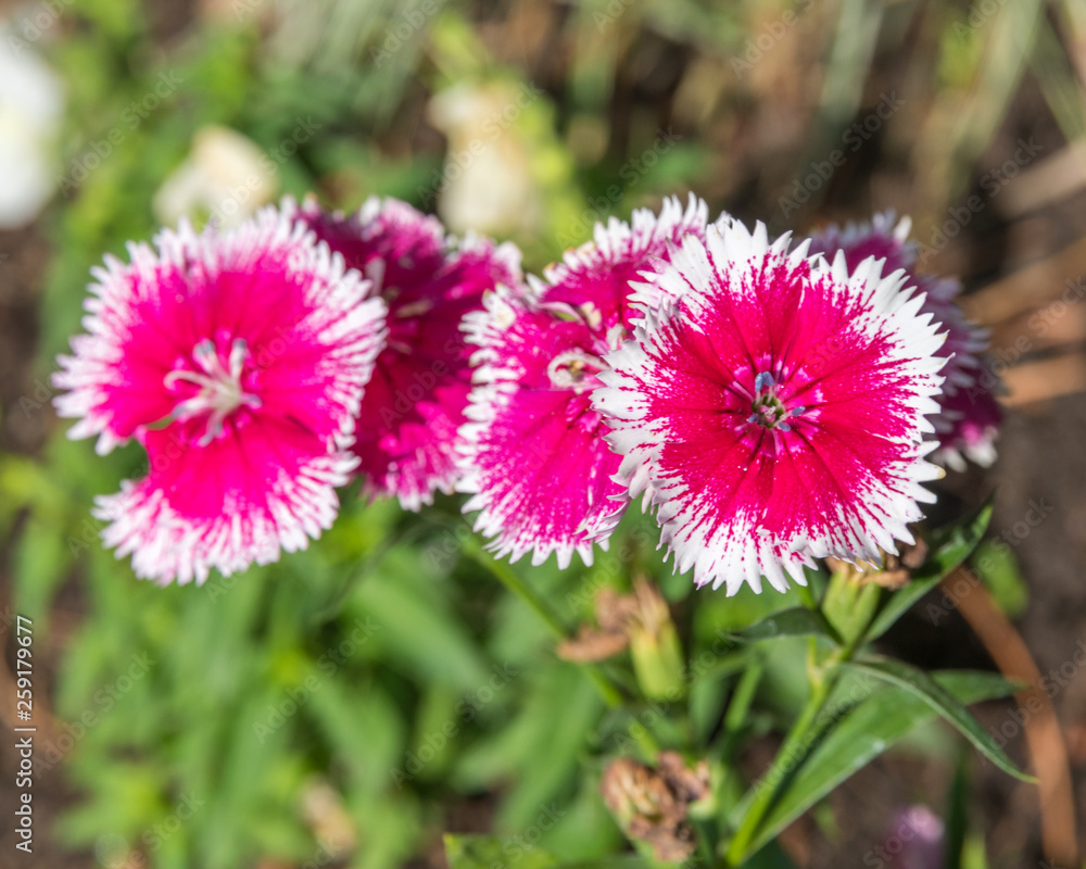 Obraz premium oeillets