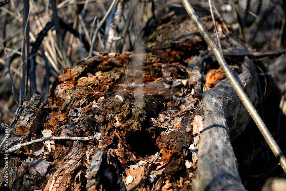 Fototapeta premium Old stump in the forest.