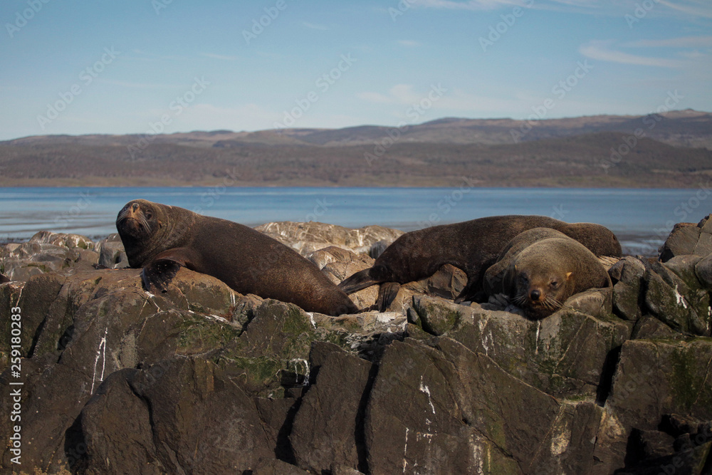Fototapeta premium Argentinian seals 