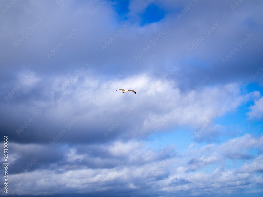 Fototapeta premium Sea gull flying in the blue clouded sky, copy space