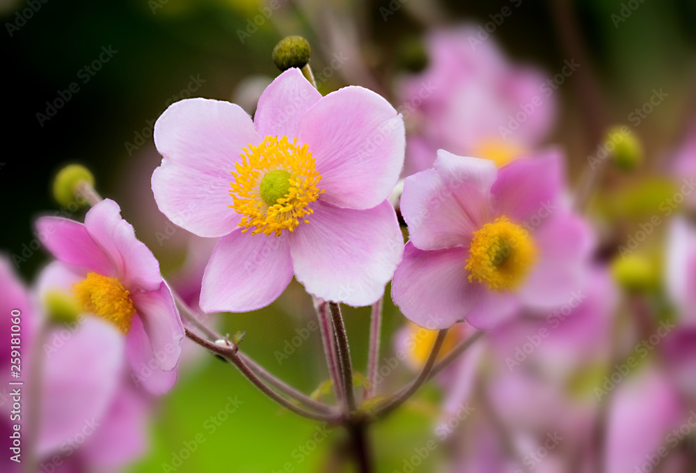 Japanese Anemone. Japanese Anemone.