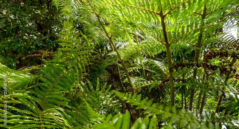 11949_Fern_plants_found_inside_the_garden.jpg 11949_Fern_plants_found_inside_the_garden.jpg