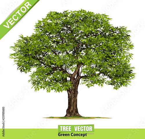 Trees Isolated on White Background