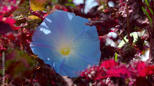 11953_A_full_blossom_blue_plant_in_the_garden.jpg