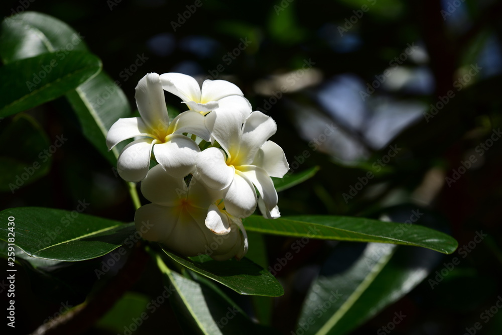 Obraz premium Colorful flowers in the garden.Plumeria flower blooming.Beautiful flowers in the garden Blooming in the summer