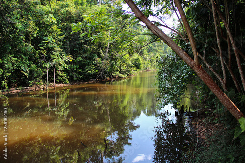 Amazonia photo