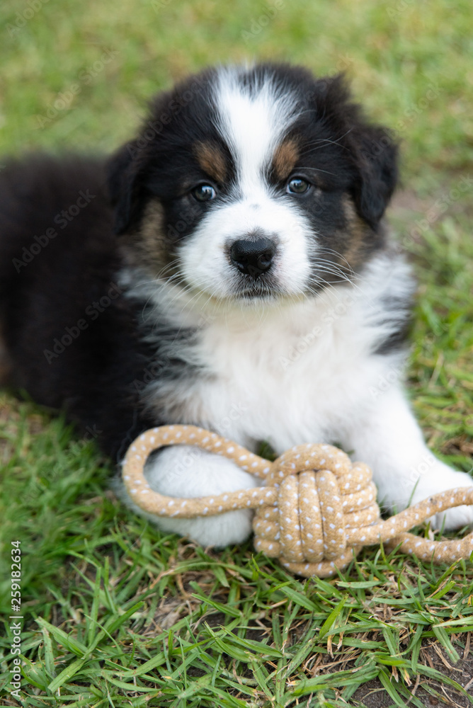 Australian Shepherd puppy sitting on the grass with rope toy