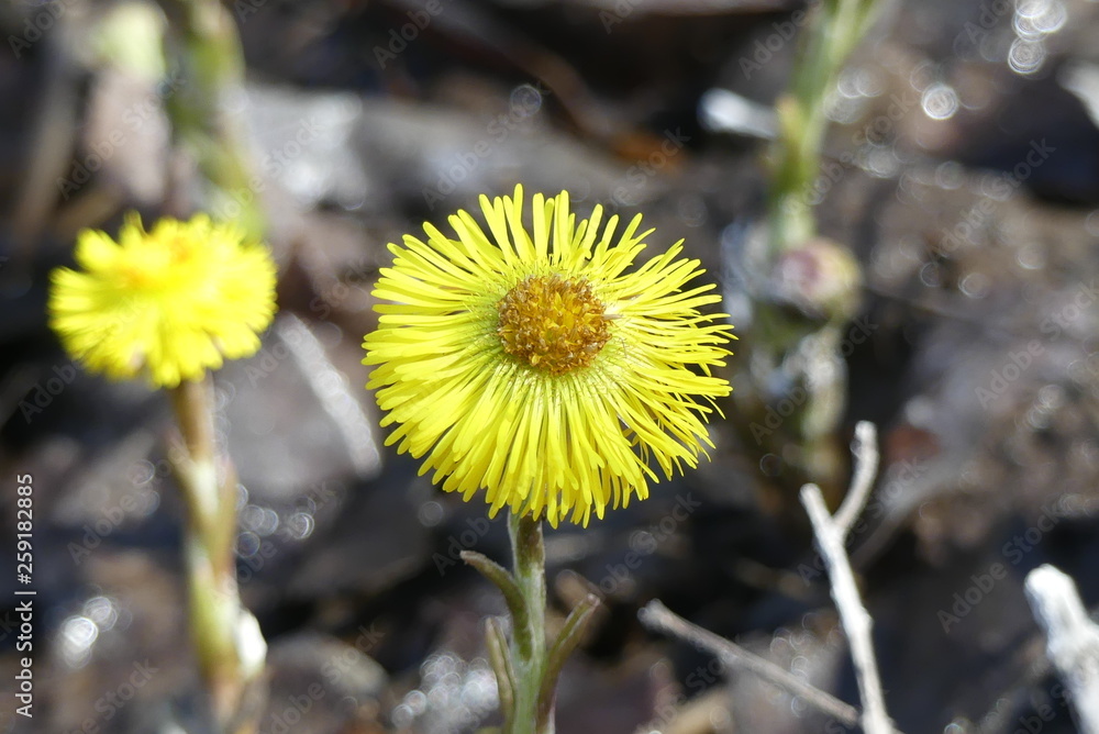 Flower. Coltsfoot flower. Tussilago farfara. Flower. Coltsfoot flower. Tussilago farfara.