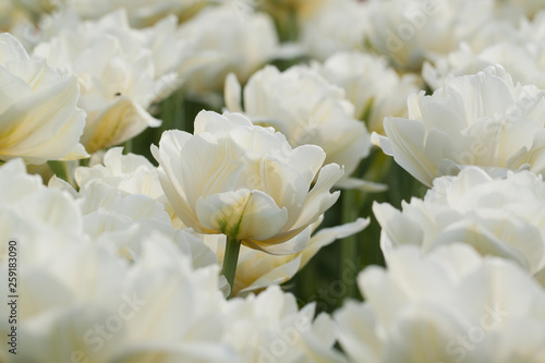 white tender tulips in summer field