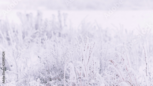 Winter natural background. Grass in the snow in the field. Frost on plants.