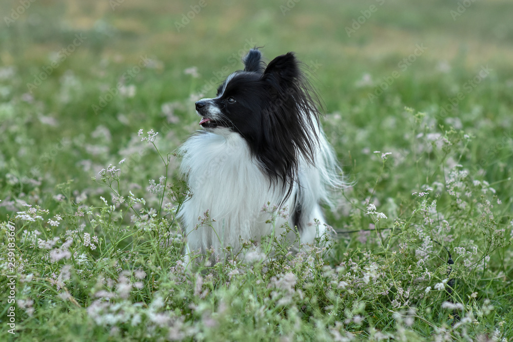 Portrait of a purebred Papillon dog in the grass Portrait of a purebred Papillon dog in the grass