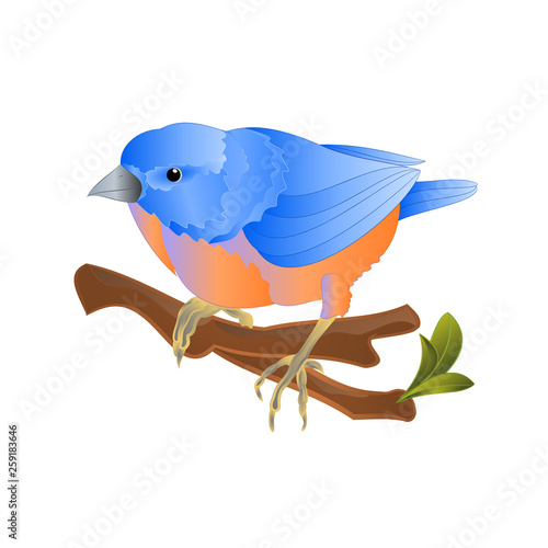 Bird Bluebird  thrush small songbirdons on an  branch on a white background spring background vintage vector illustration editable hand draw