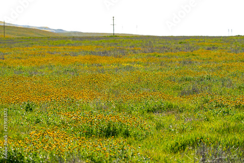 Field of fiddleheads wildflowers during the California superbloom in Carrizo Plain National Monuement photo