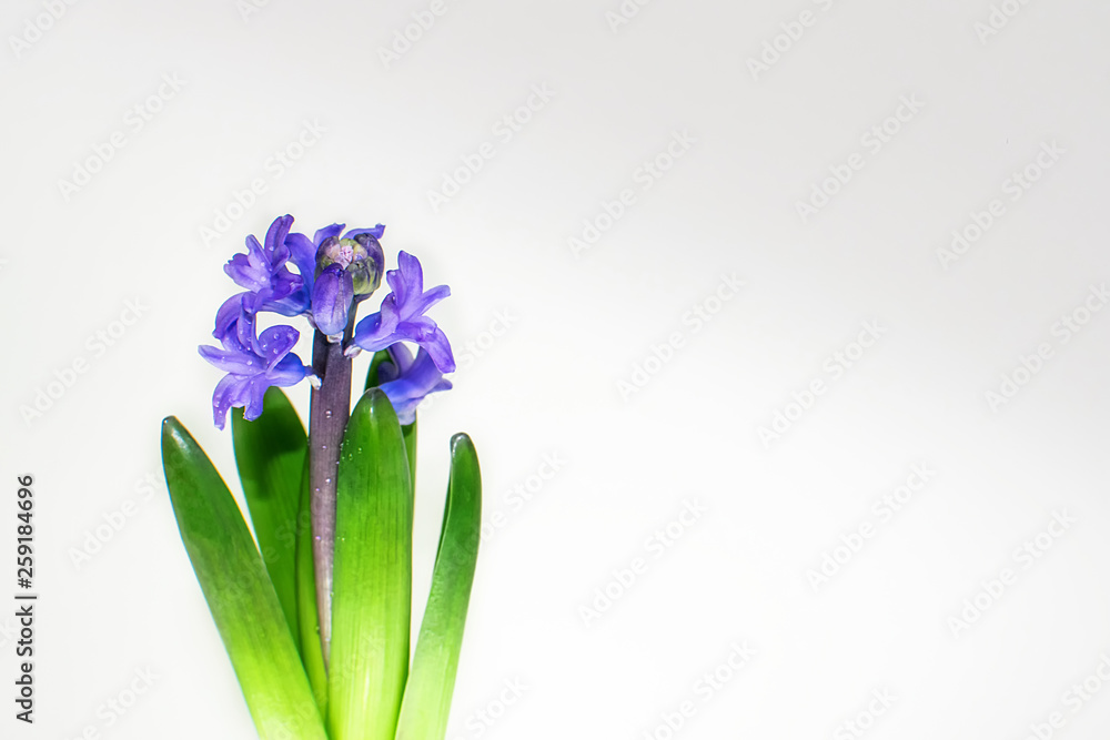 hyacinth with green leaves on a light background hyacinth with green leaves on a light background