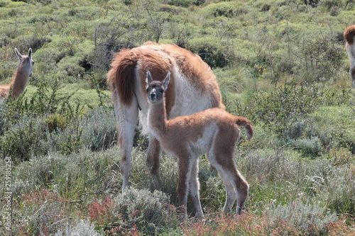 Guanaco photo