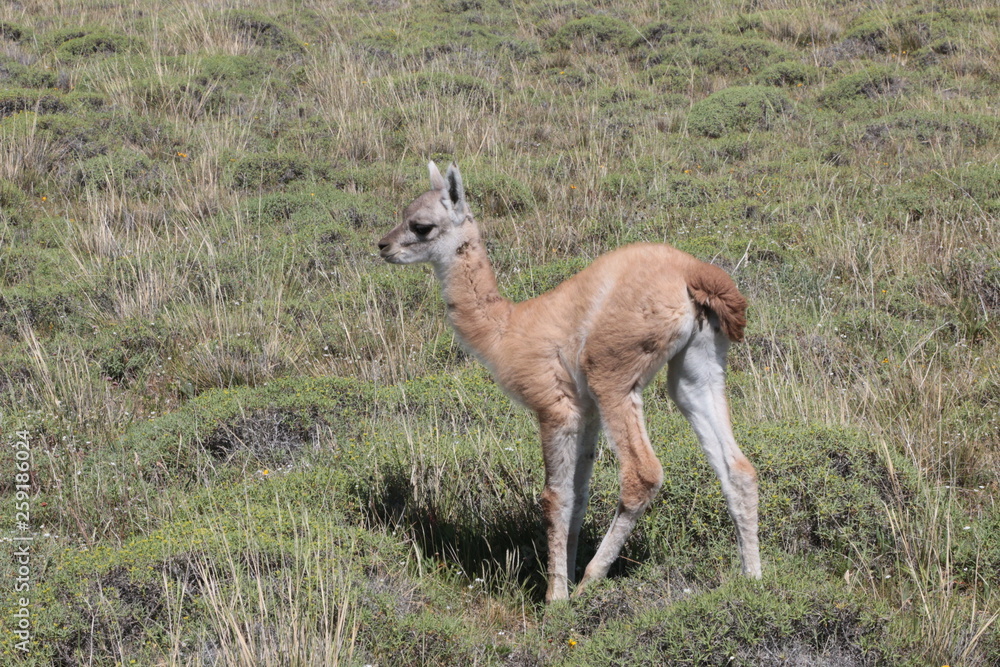 Guanaco