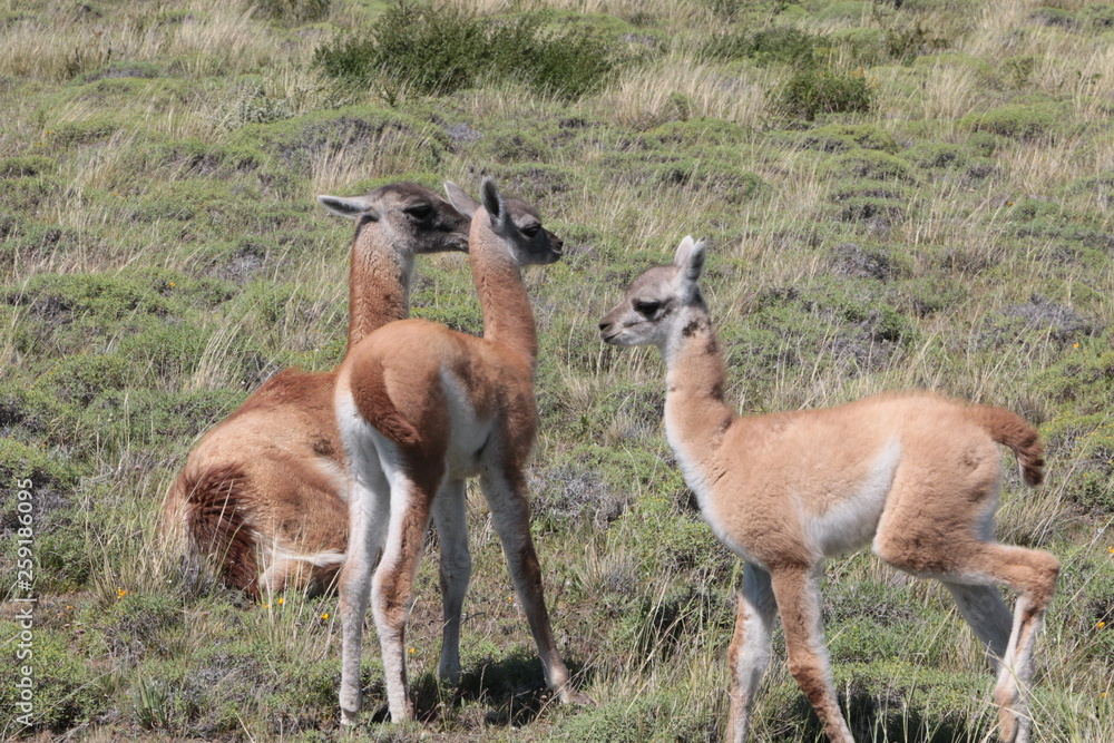 Guanaco Guanaco