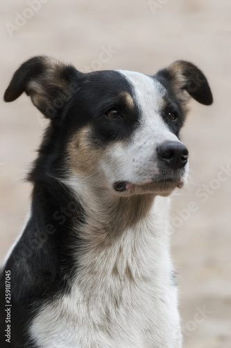 Portrait of black and white stray dog on the street.